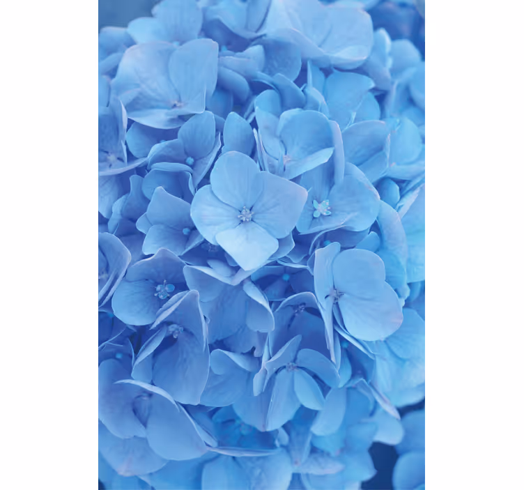 Cortina de rolo de flor de hortênsia - TenStickers