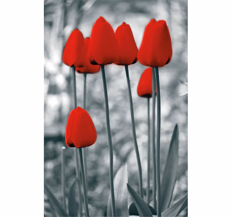 Tulipas vermelhas coloridas flores cegas - TenStickers
