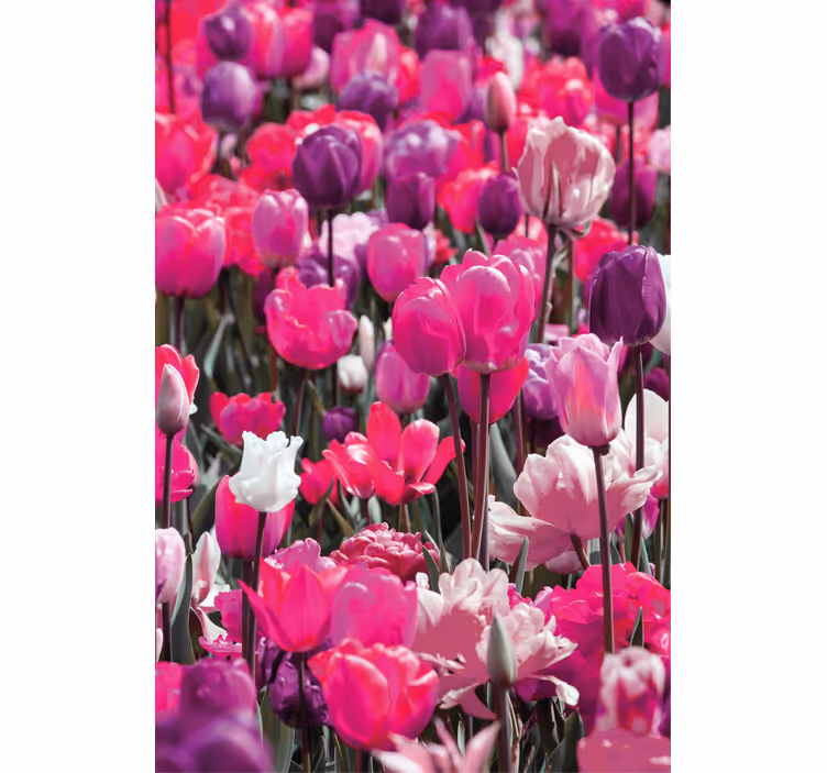 Estore de rolo flores e plantas flores de tulipa roxa - TenStickers