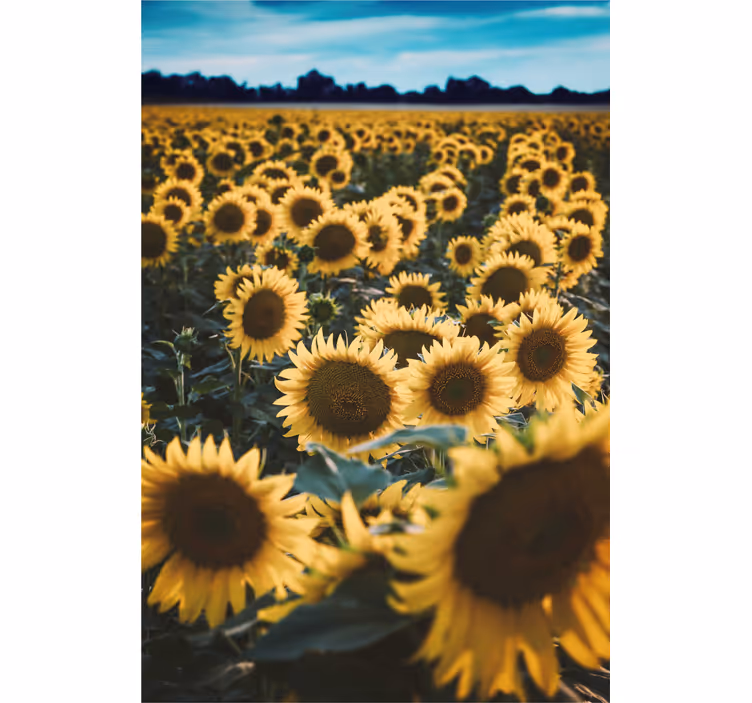 Dom flor campo flor cego - TenStickers