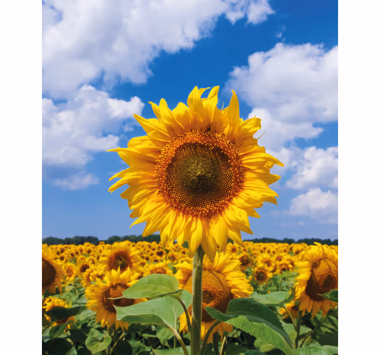 Estore de rolo flores e plantas cena de campo de girassóis - TenStickers