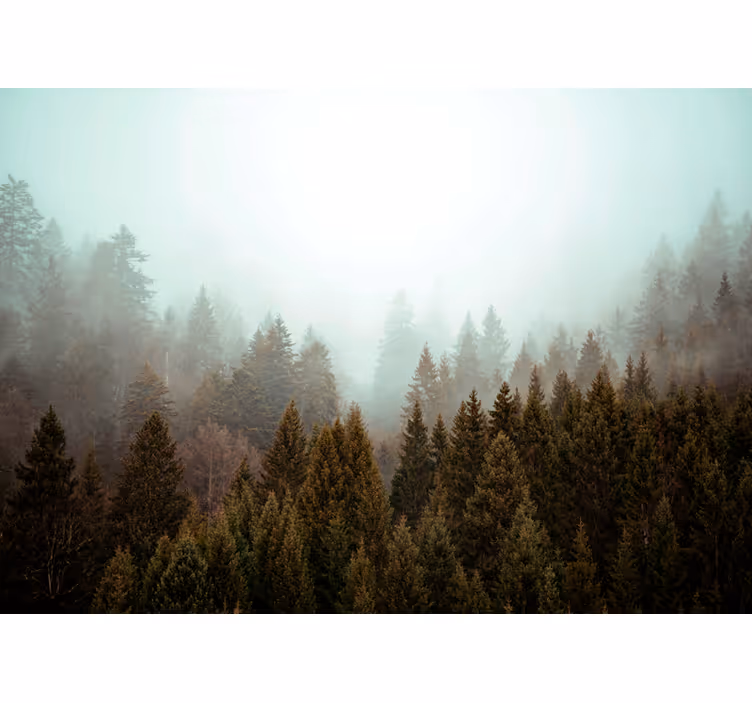 Estores de rolo de árvores vista da floresta enevoada - TenStickers