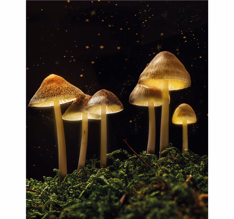 Estor cogumelos brilhantes na natureza - TenStickers
