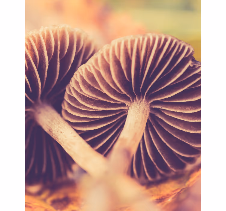 Estore de rolo flores e plantas brânquias de cogumelo - TenStickers