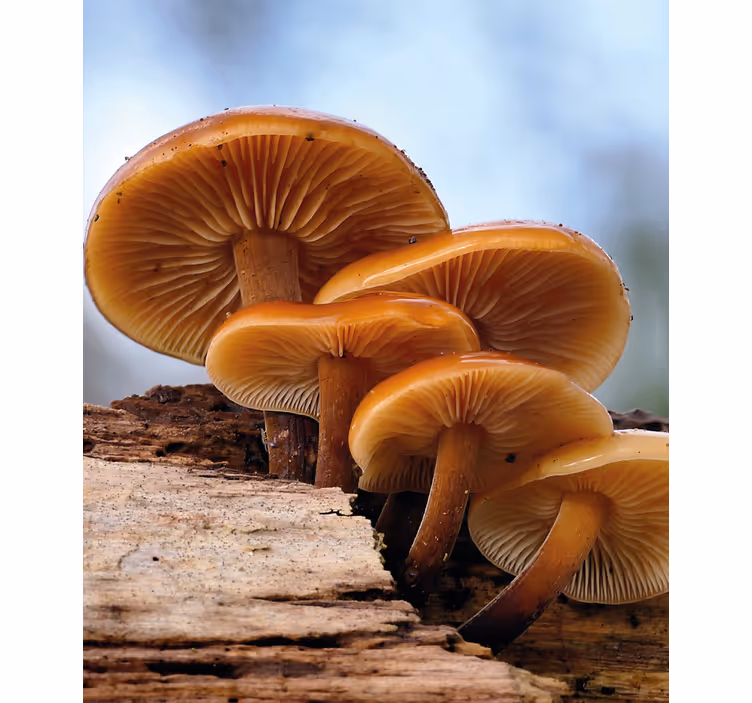 Estore de rolo flores e plantas crescimento de cogumelo - TenStickers