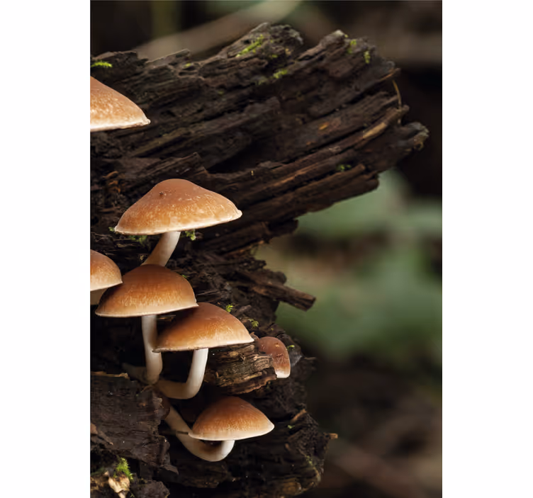 Estore de rolo flores e plantas cogumelos na madeira - TenStickers