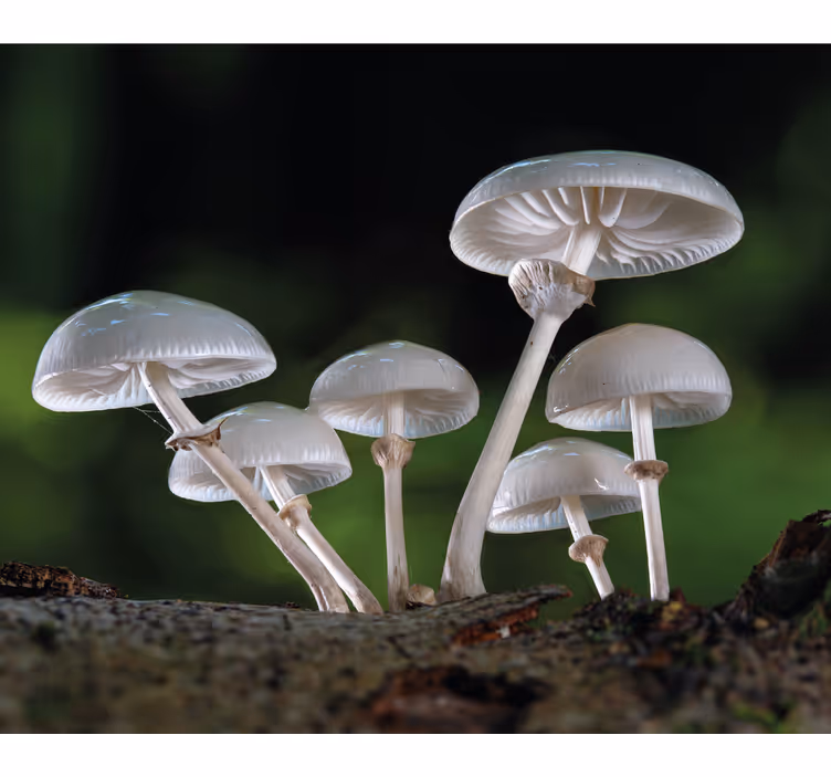 Estore de rolo flores e plantas aglomerado de cogumelos - TenStickers