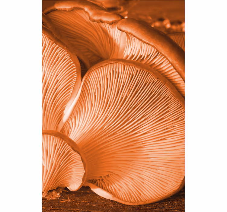Estore de rolo frutas e verduras detalhes de cogumelos - TenStickers
