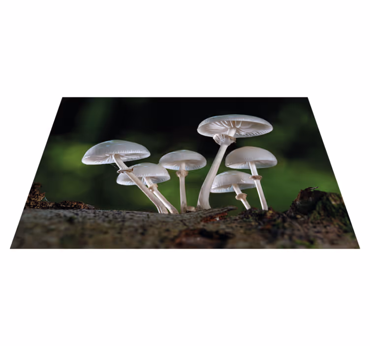 Individuais de mesa modernos Cogumelos ostra selvagens - TenStickers