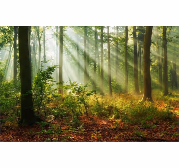 Mural de parede bosques luz natural na floresta - TenStickers