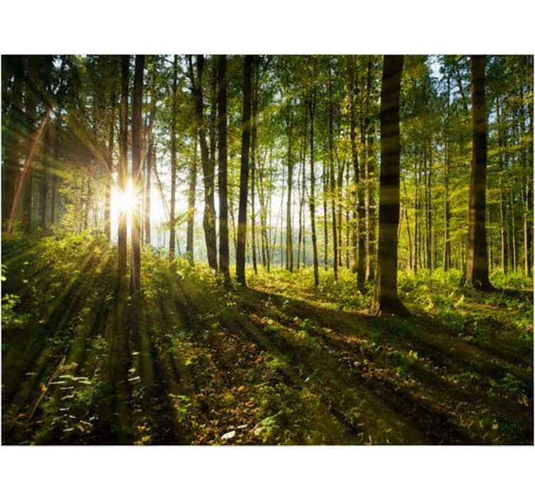 Mural de parede bosques sol dourado - TenStickers