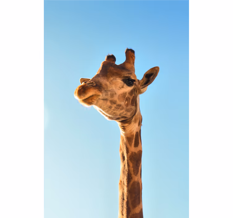 Mural de parede africano giraffe de perto - TenStickers