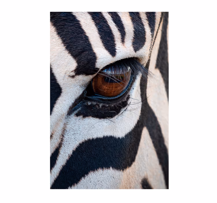Mural de parede africano olho da zebra - TenStickers
