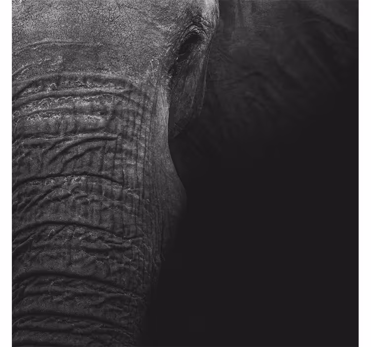 Mural de parede africano elefante escuro elegante - TenStickers