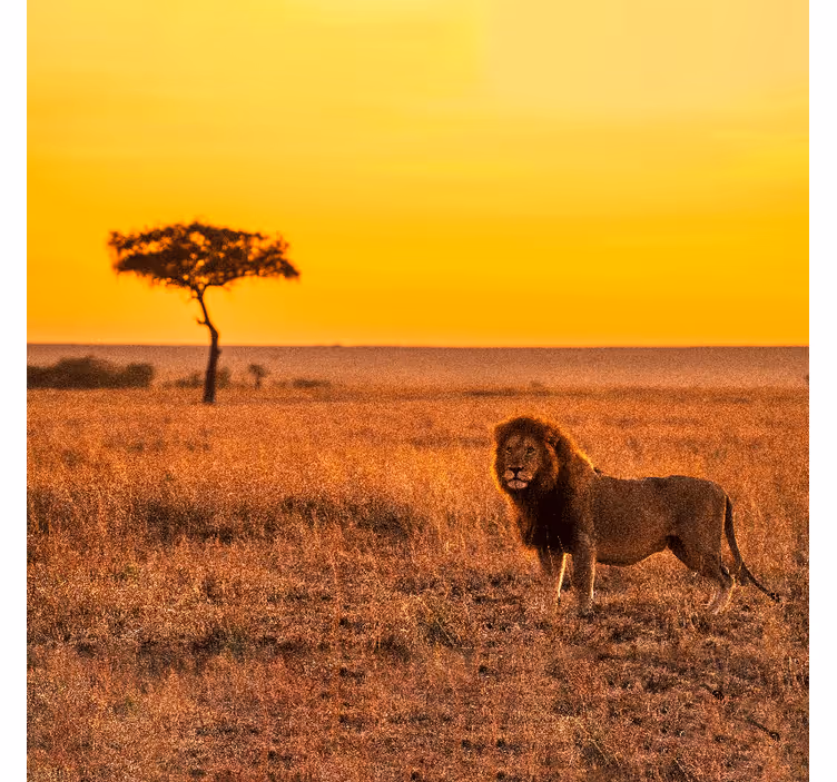 Mural de parede africano árvore da savana ao entardecer - TenStickers