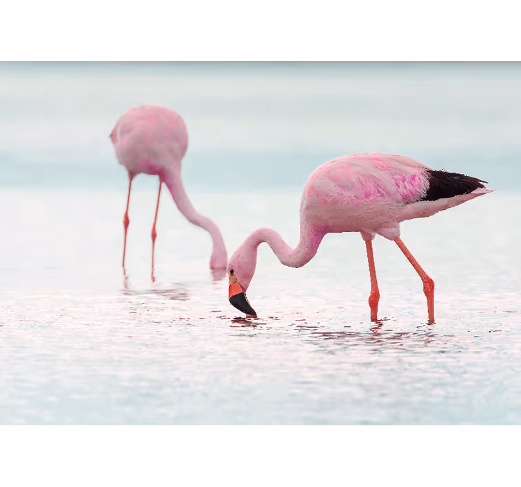 Mural de parede para corredor flamingo rosa na água - TenStickers