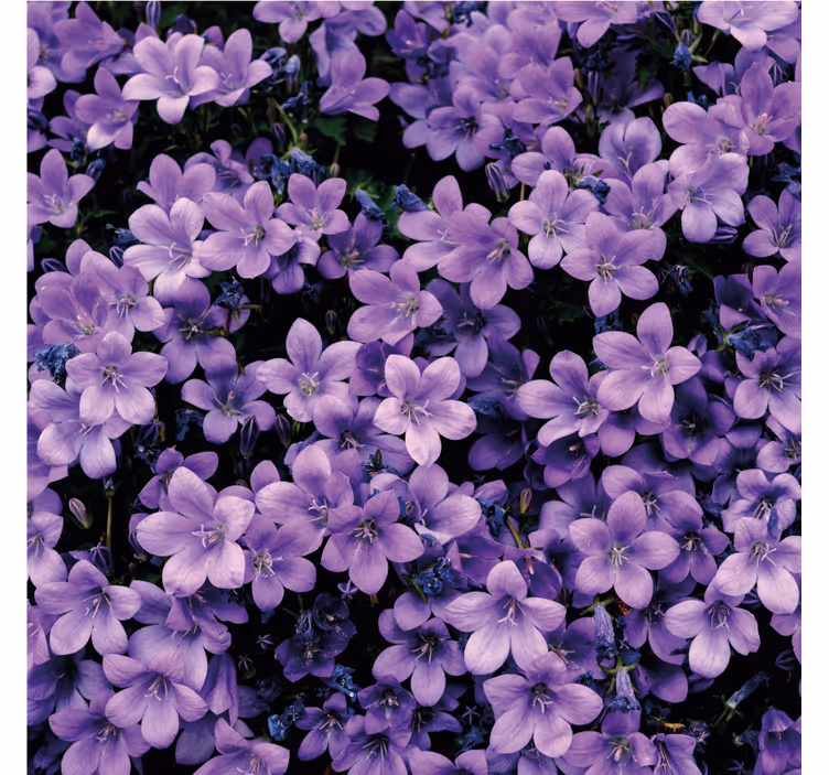Mural de parede roxo com flores roxas suaves - TenStickers
