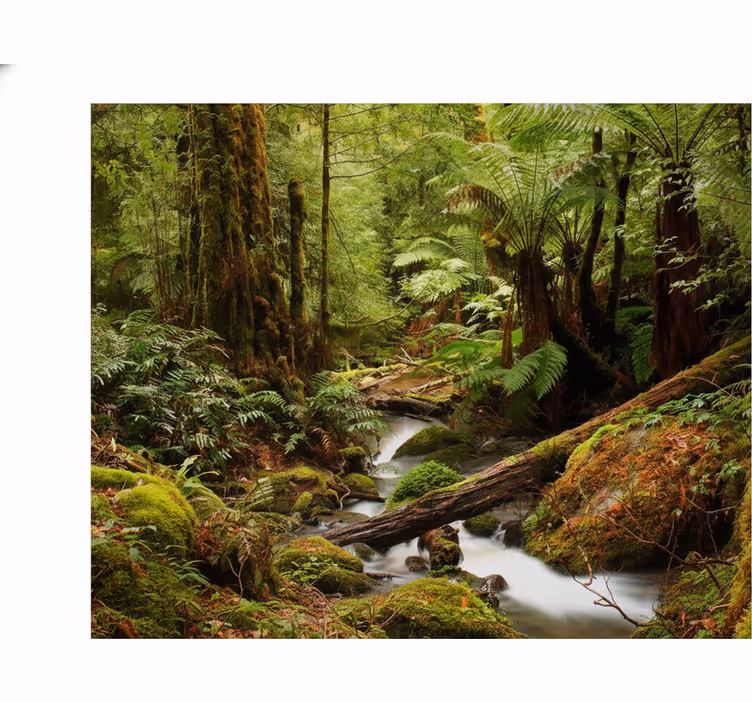Mural de parede natureza floresta tranquila - TenStickers