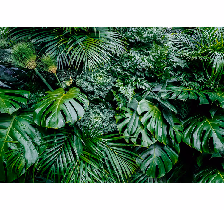 Fotomurais de paisagens Planta da selva - TenStickers