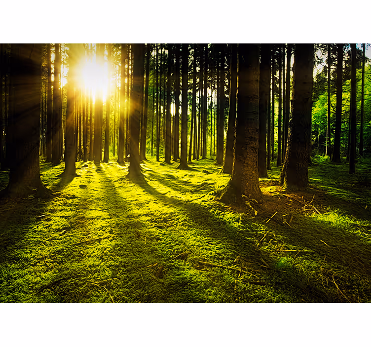 Fotomurais de paisagens Contos da Floresta - TenStickers