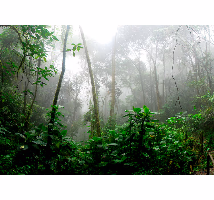 Fotomurais de paisagens Floresta Escura - TenStickers