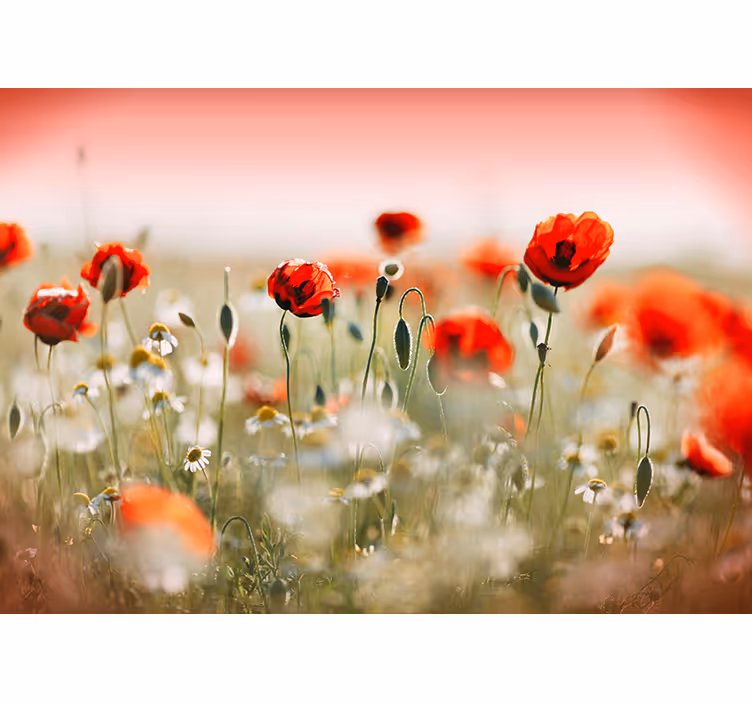 Fotomurais flores Campo de papoulas - TenStickers