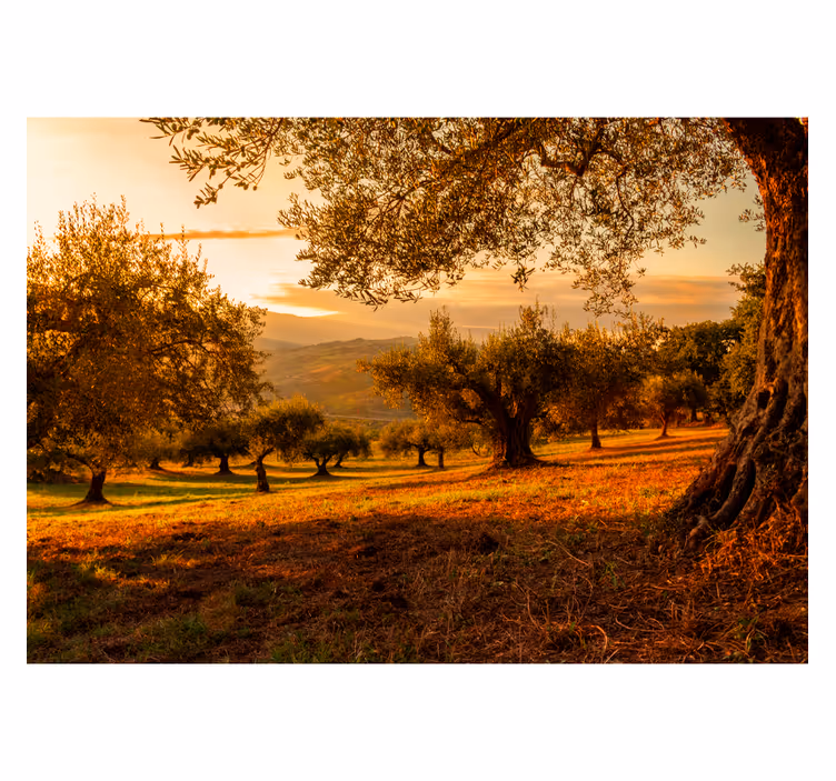 Fotomural de oliveiras - TenStickers