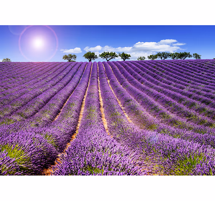 Mural de parede decorativo campo de lavanda - TenStickers