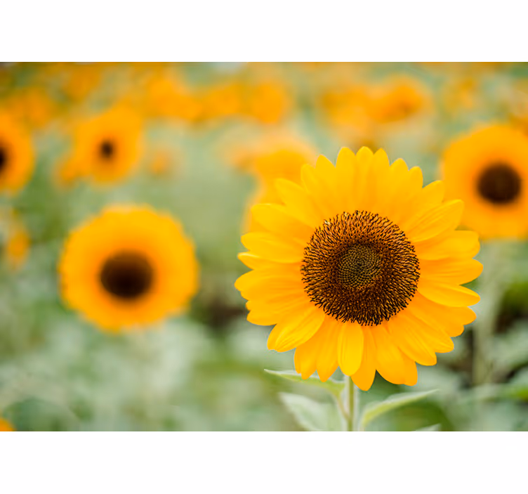 Fotomurais flores Campo de girassol - TenStickers