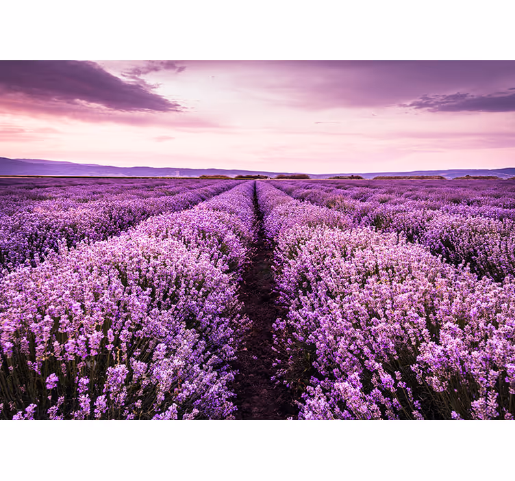 Fotomural de parede Campo de lavanda - TenStickers