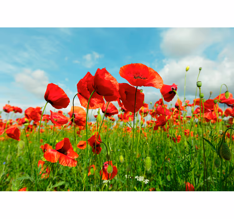 Fotomurais flores Enorme campo de papoulas - TenStickers