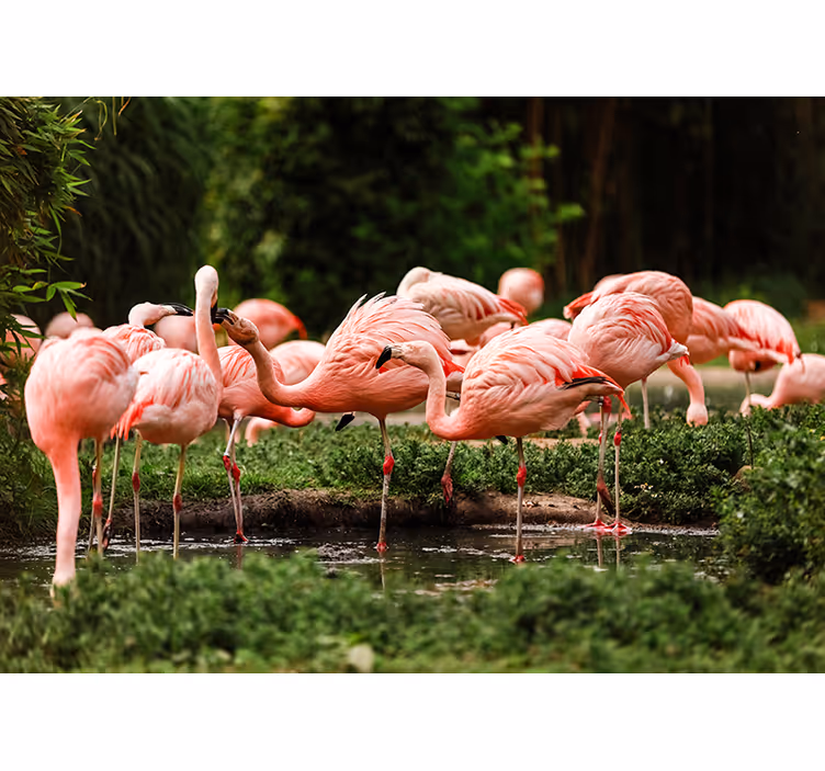 Mural de parede decorativo de Flamingos - TenStickers