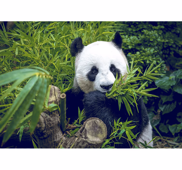Mural de parede animais santuário de bambu panda - TenStickers