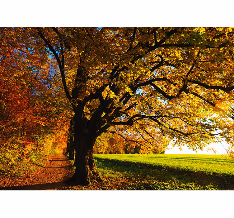 Fotomurais de paisagens Linda árvore de outono - TenStickers