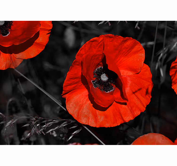 Fotomural decorativo de flores de Papoula - TenStickers
