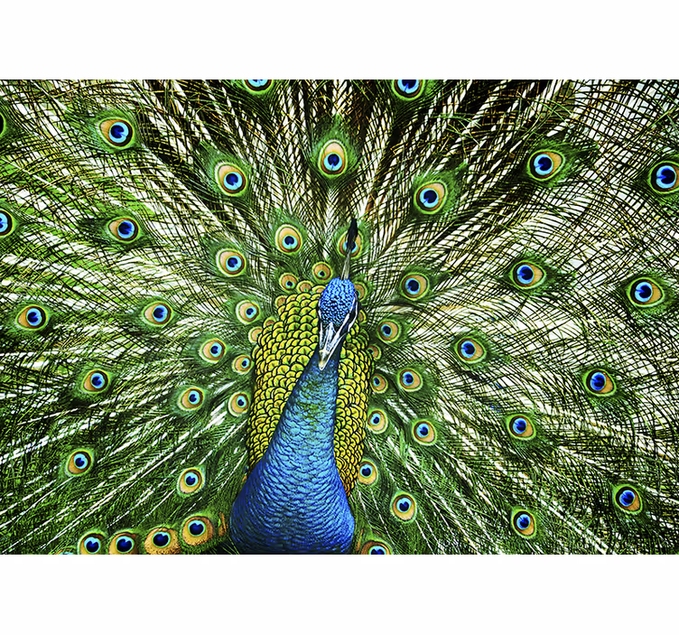 Fotomural decoratvo de aves pavão colorido - TenStickers