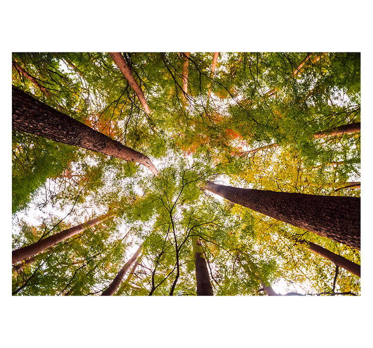 Murais de Parede Grandes árvores na floresta - TenStickers