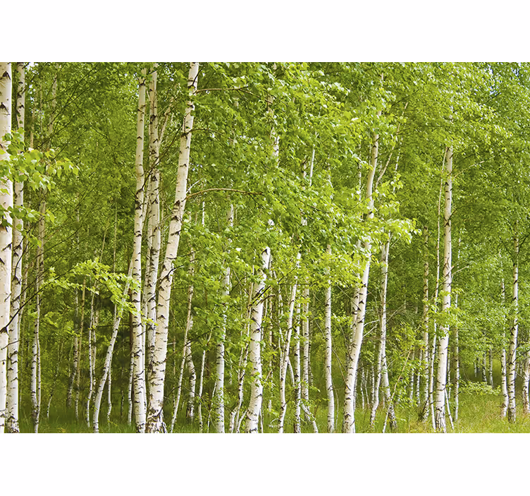 Fotomural para a sala floresta de bétulas - TenStickers