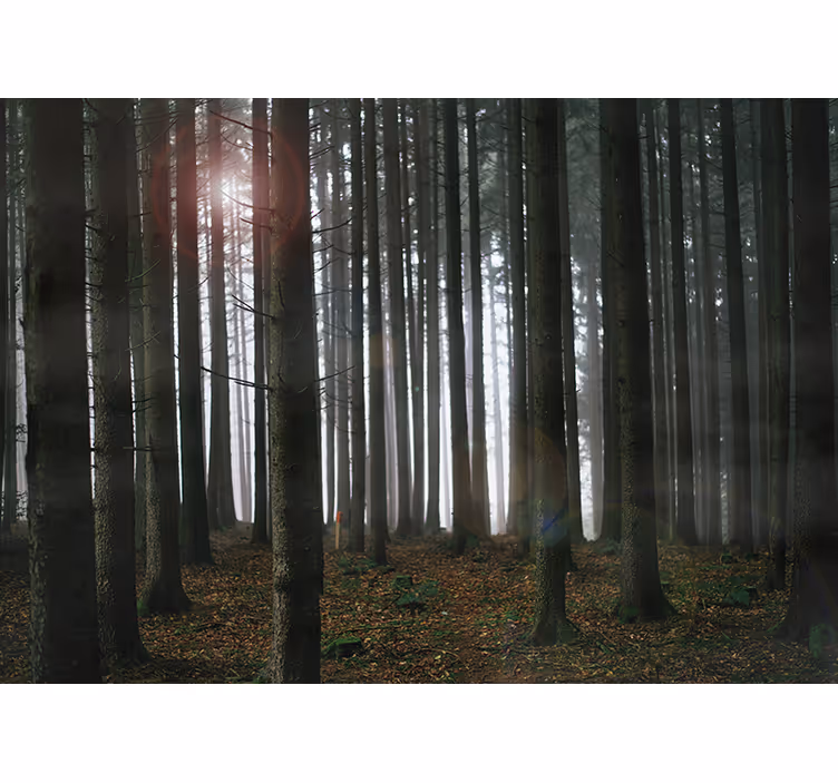 Fotomurais de paisagens Floresta - TenStickers