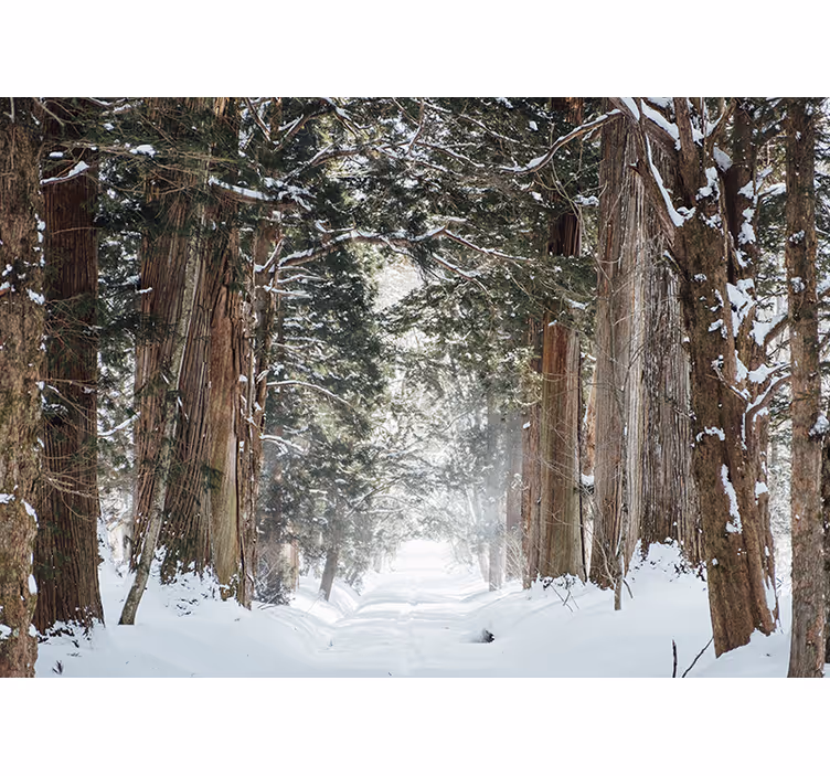 Fotomural decorativo de árvores Floresta de inverno - TenStickers