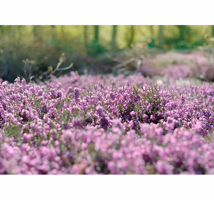 Fotomurais de paisagens Paisagem de Urze - TenStickers