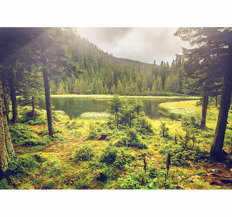 Fotomural de floresta árvores verdes - TenStickers