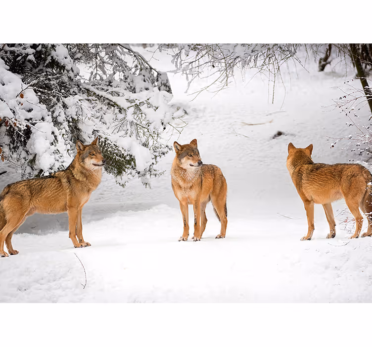 Mural de parede animais lobos na neve - TenStickers