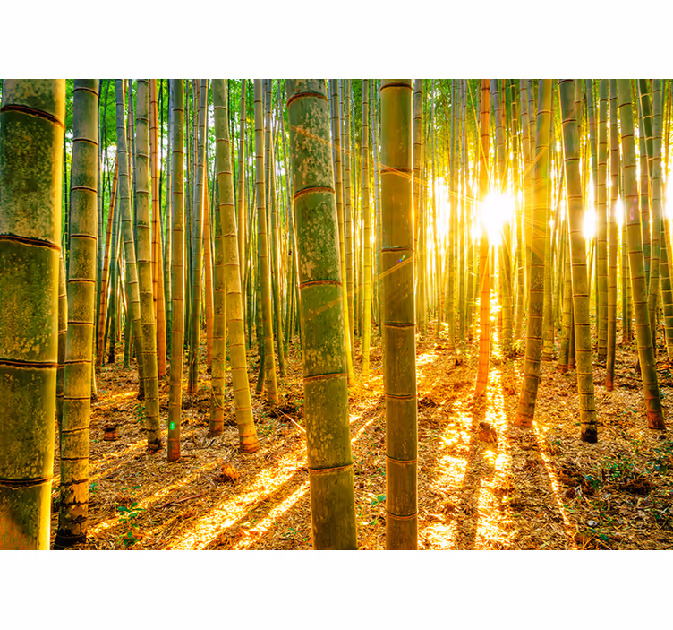 Fotomural para sala Bambu ao pôr do sol - TenStickers