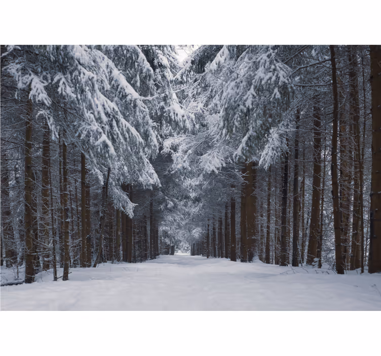 Murais de Parede 3D Caminho de árvore nevado - TenStickers