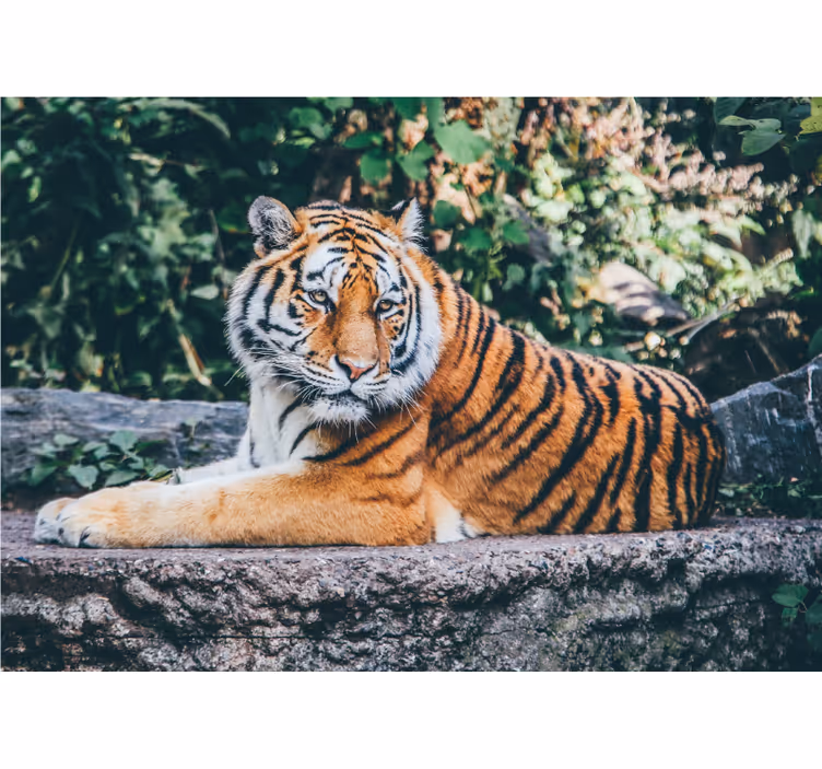 Mural de parede animais olhar majestoso de tigre - TenStickers