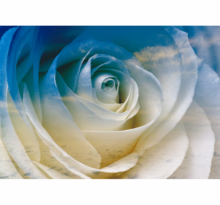 Fotomurais flores elegância das rosas em flor - TenStickers
