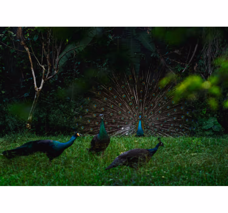 Mural de parede animais pavão exibindo plumas - TenStickers