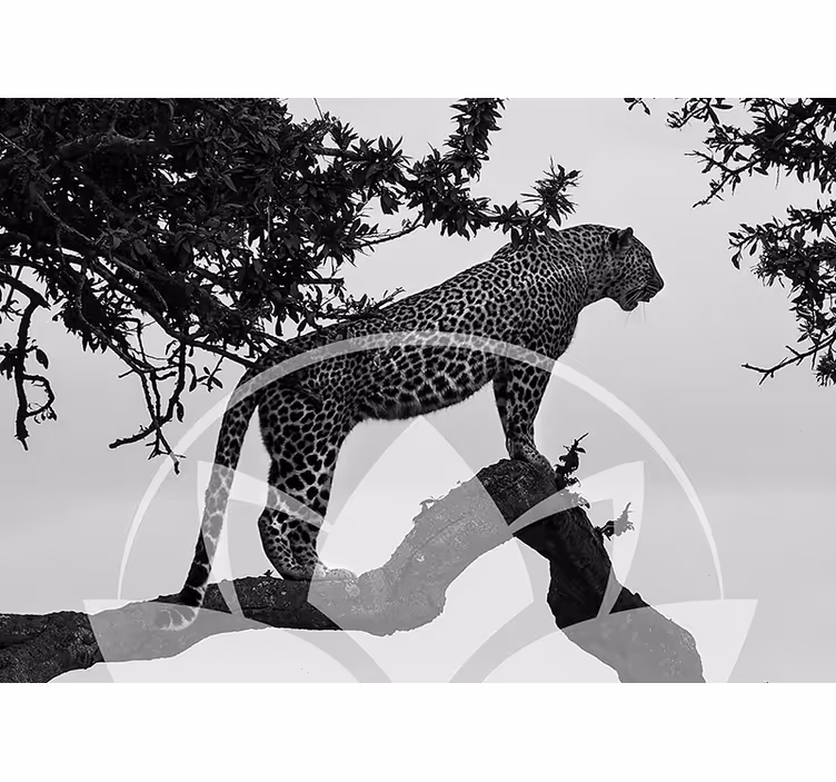 Mural de parede animais leopardo na árvore - TenStickers