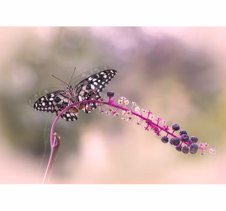 Fotomurais flores borboleta em flor - TenStickers
